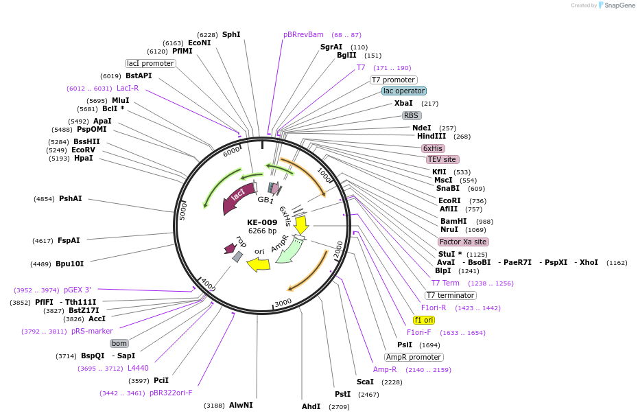 133441-plasmid-map-sequence-id-267720