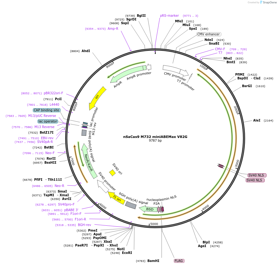135382-plasmid-map-sequence-id-267733