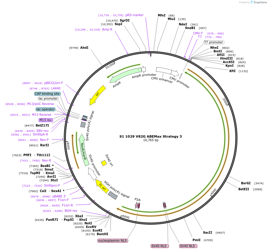 135363-plasmid-map-sequence-id-267735