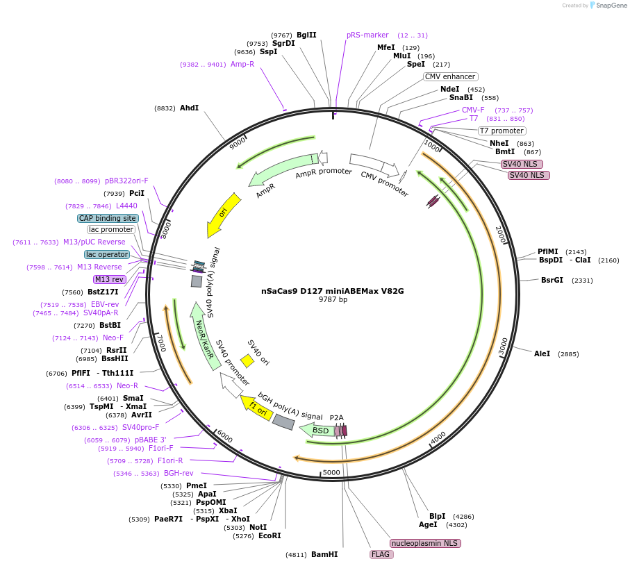 135366-plasmid-map-sequence-id-267737