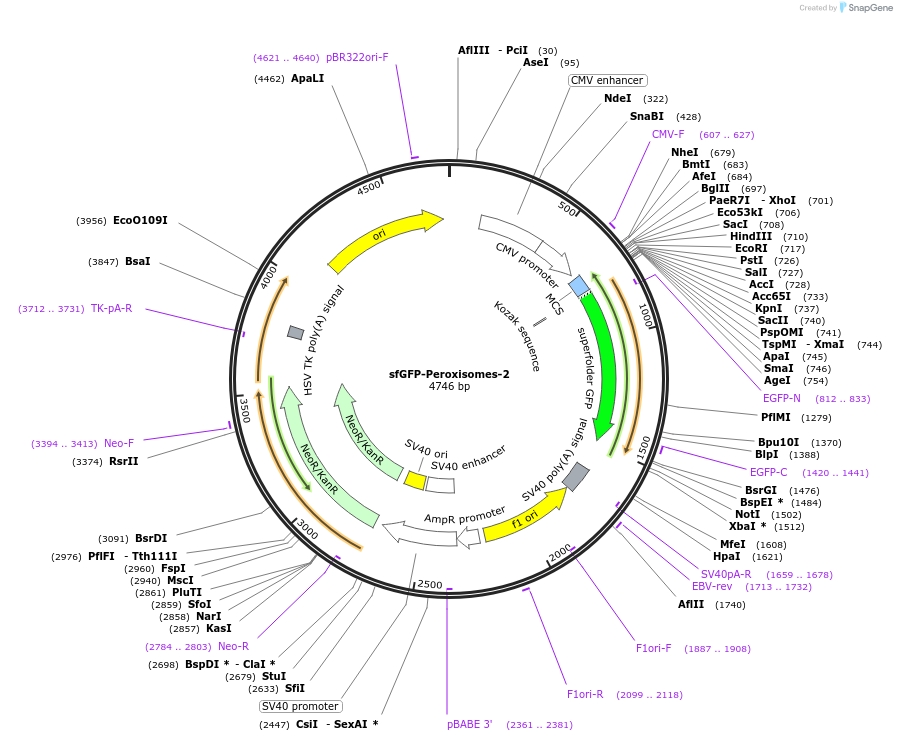 54601-plasmid-map-sequence-id-267741