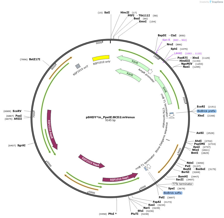 133970-plasmid-map-sequence-id-267750