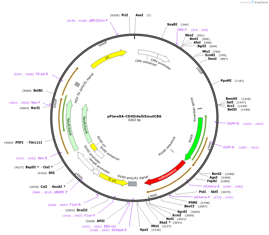 131835-plasmid-map-sequence-id-267782