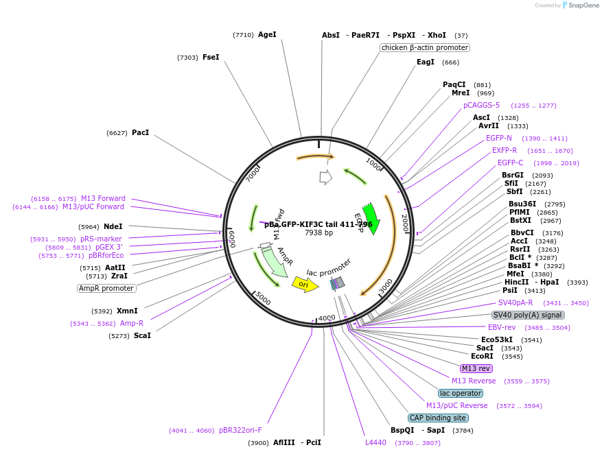 134616-plasmid-map-sequence-id-267784