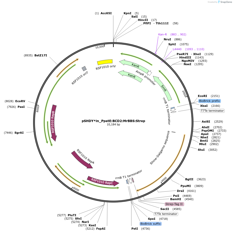 133973-plasmid-map-sequence-id-267788