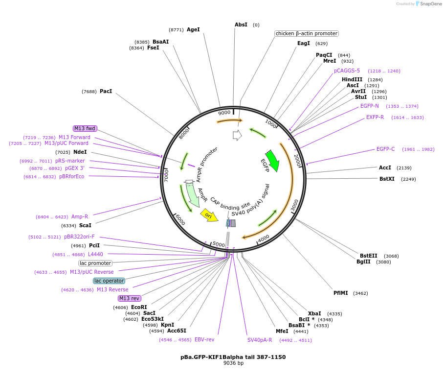 134619-plasmid-map-sequence-id-267791