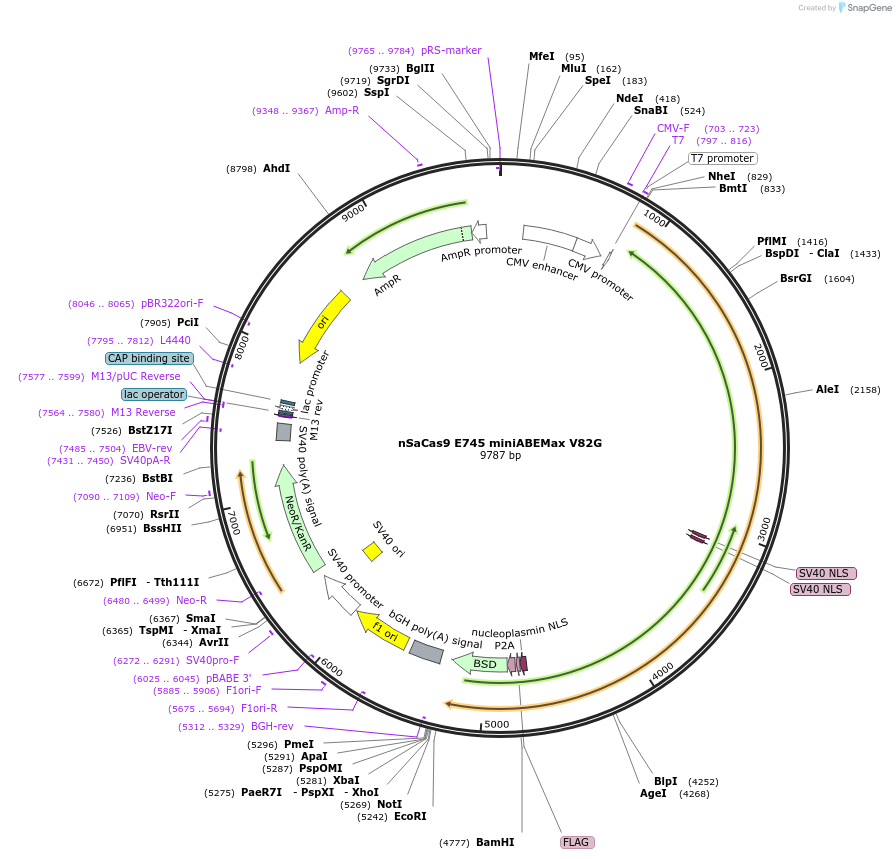 135370-plasmid-map-sequence-id-267798
