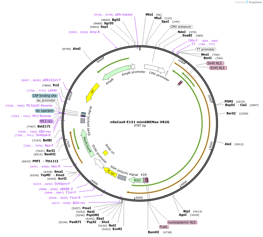 135374-plasmid-map-sequence-id-267803