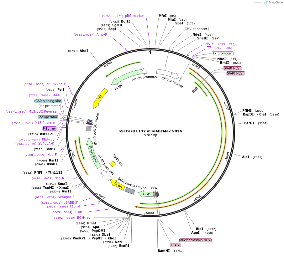 135375-plasmid-map-sequence-id-267805