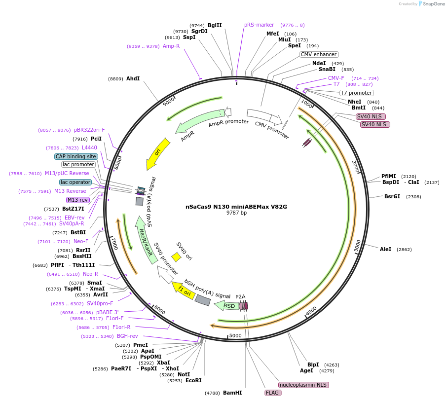 135376-plasmid-map-sequence-id-267806