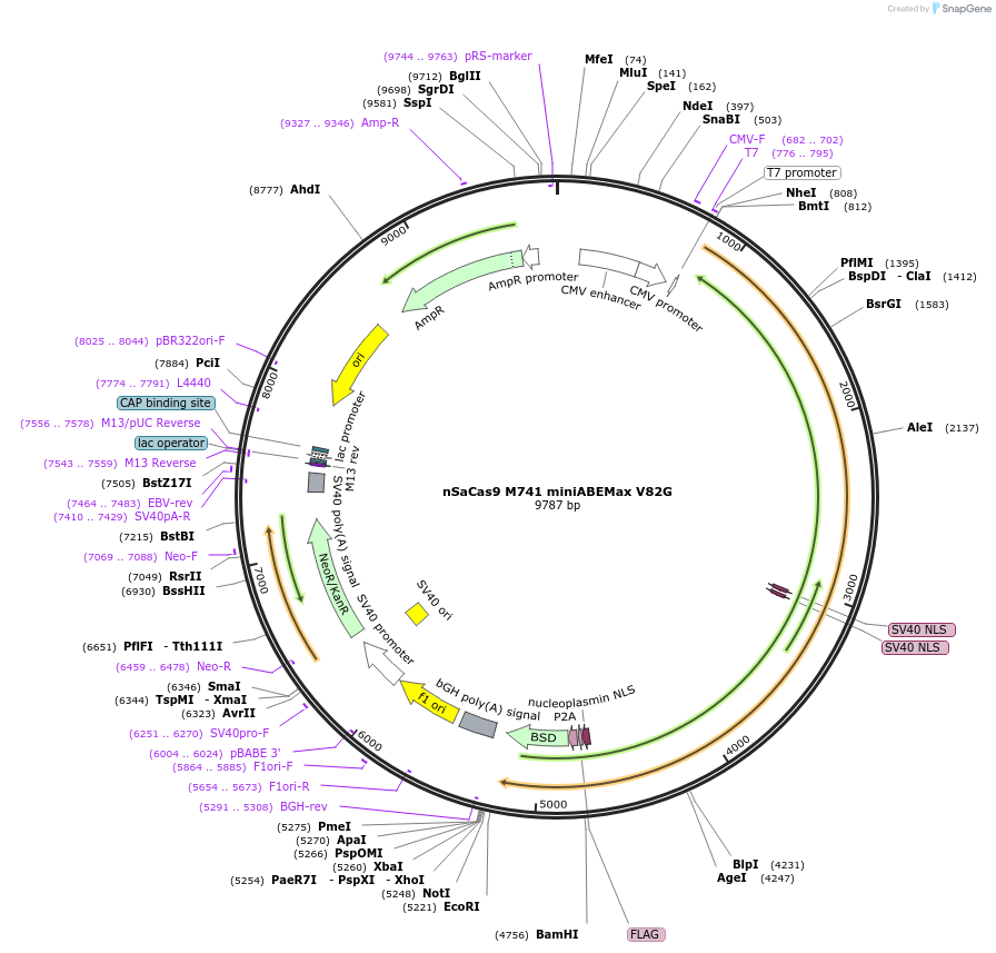 135383-plasmid-map-sequence-id-267820