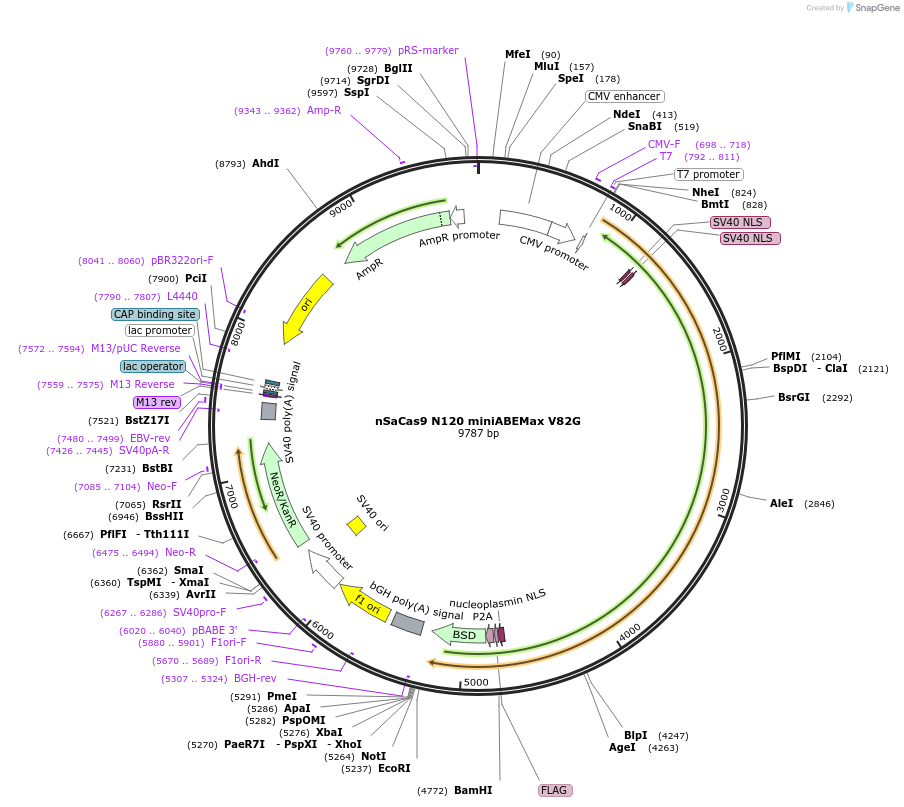 135384-plasmid-map-sequence-id-267822