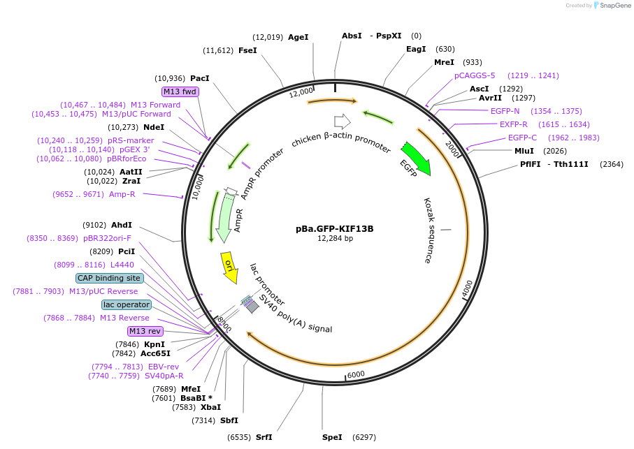 134626-plasmid-map-sequence-id-267827