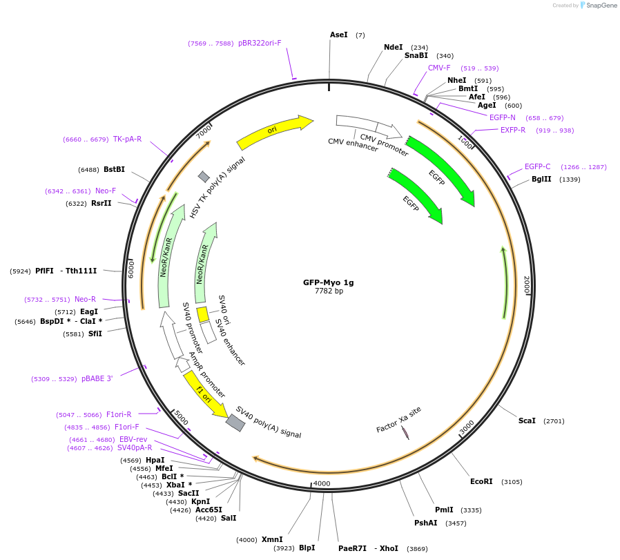 134991-plasmid-map-sequence-id-267833