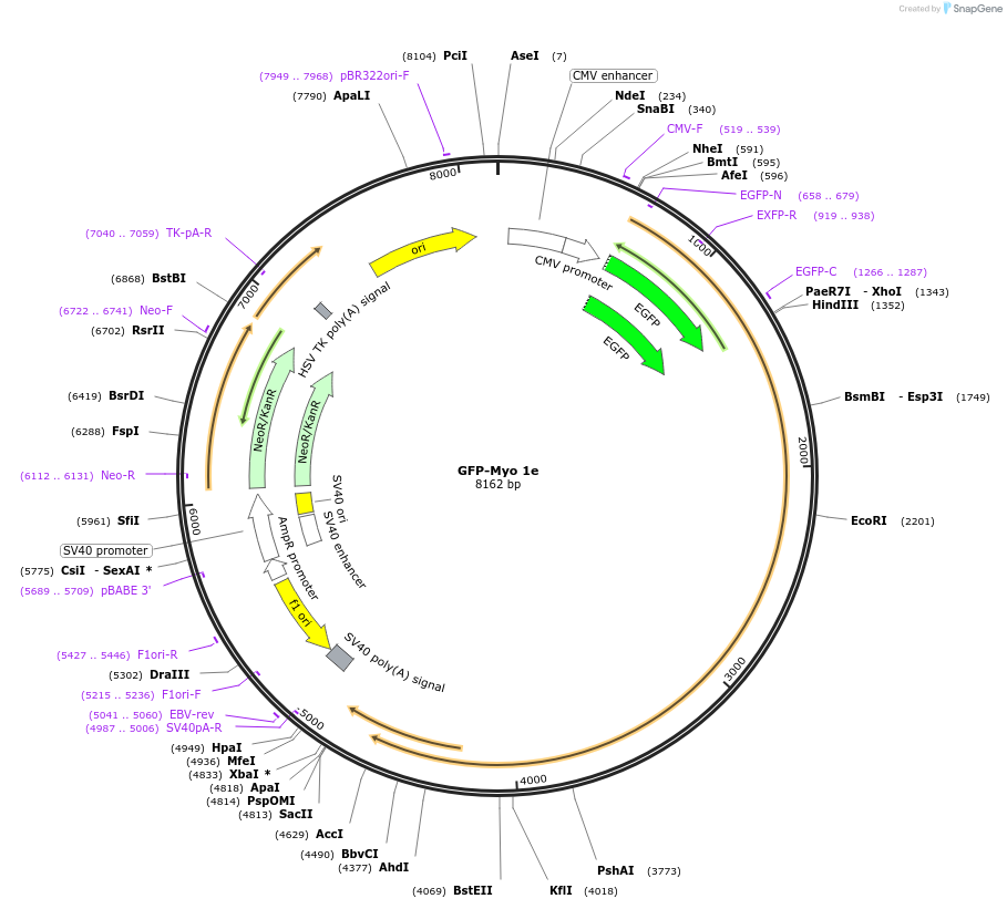 134905-plasmid-map-sequence-id-267838