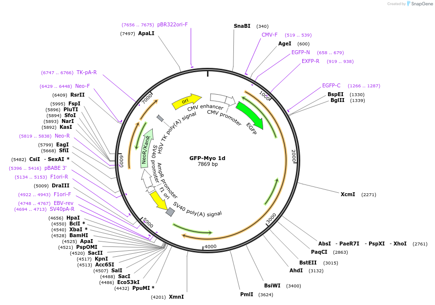 134906-plasmid-map-sequence-id-267839
