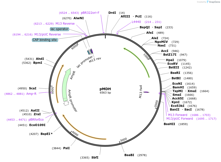 133129-plasmid-map-sequence-id-267850
