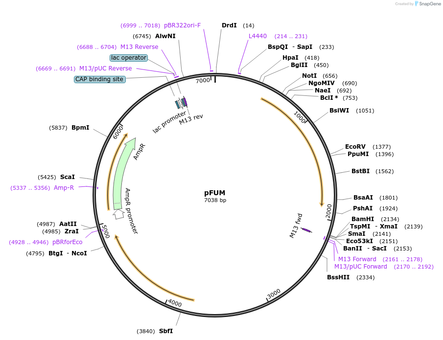 133130-plasmid-map-sequence-id-267854