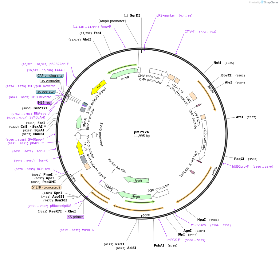 135001-plasmid-map-sequence-id-267929