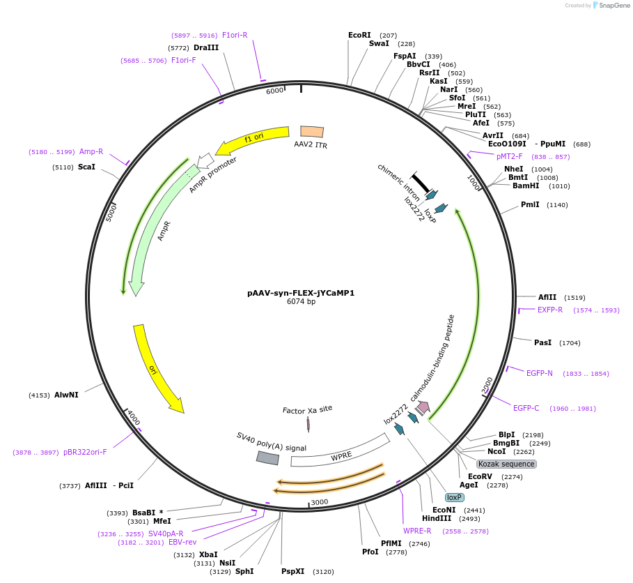 135422-plasmid-map-sequence-id-267930