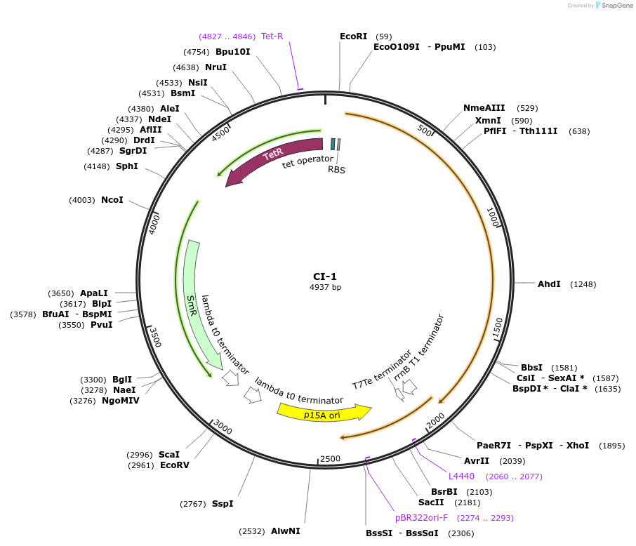 135164-plasmid-map-sequence-id-267934