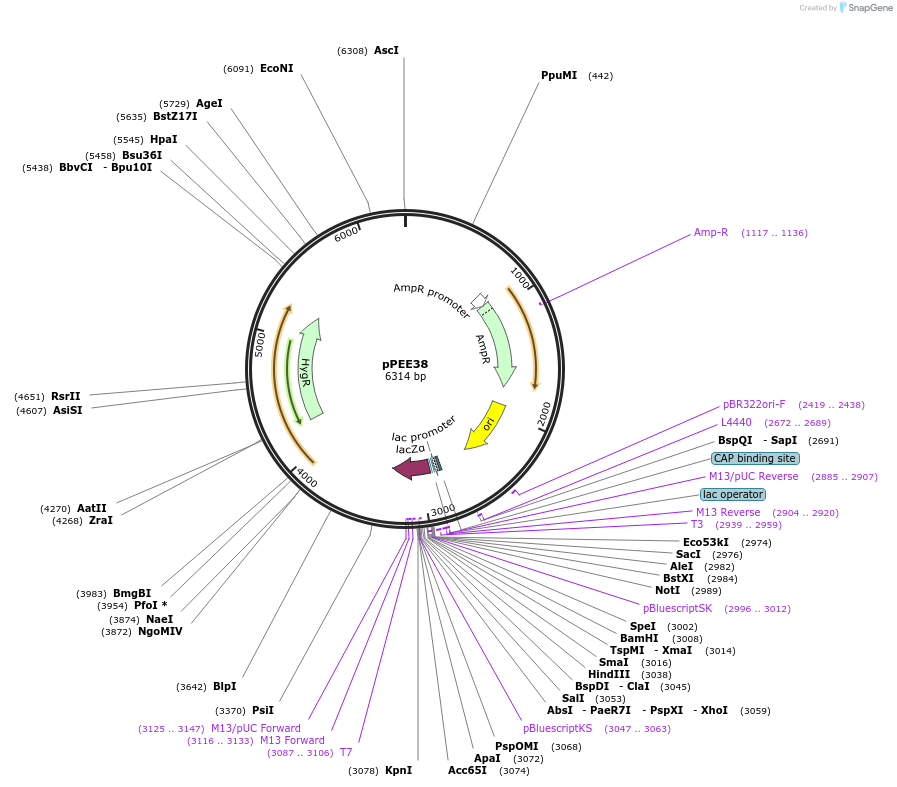 128378-plasmid-map-sequence-id-267936