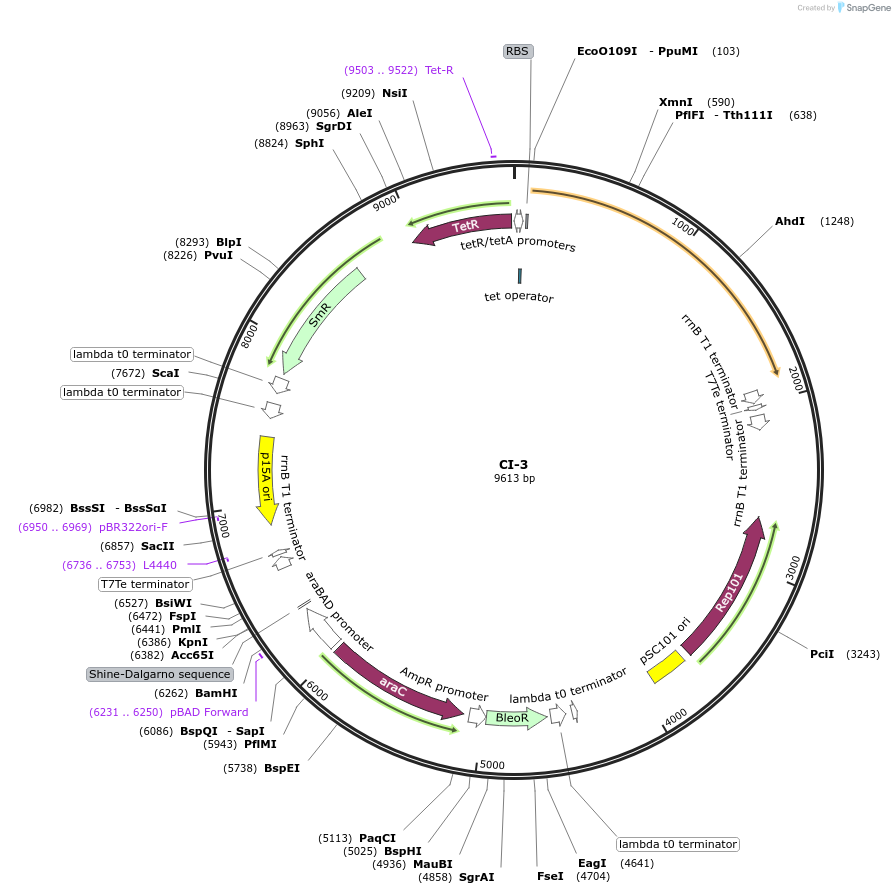 135166-plasmid-map-sequence-id-267941