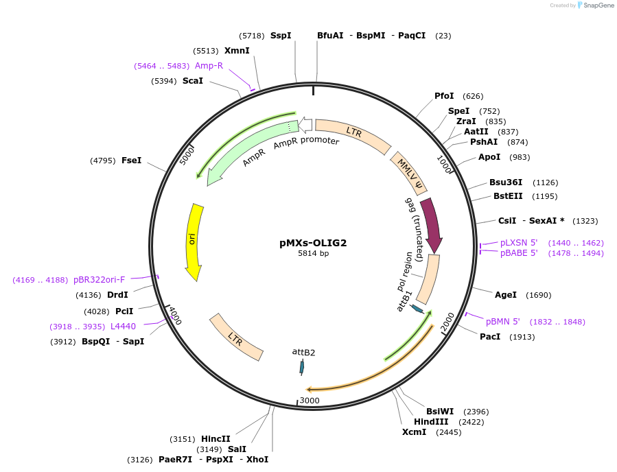 134668-plasmid-map-sequence-id-267949