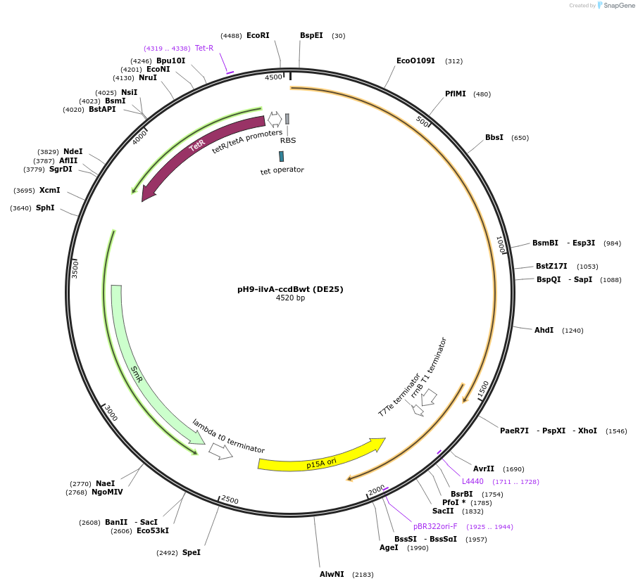 135170-plasmid-map-sequence-id-267950