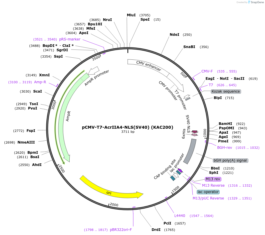 133801-plasmid-map-sequence-id-267964