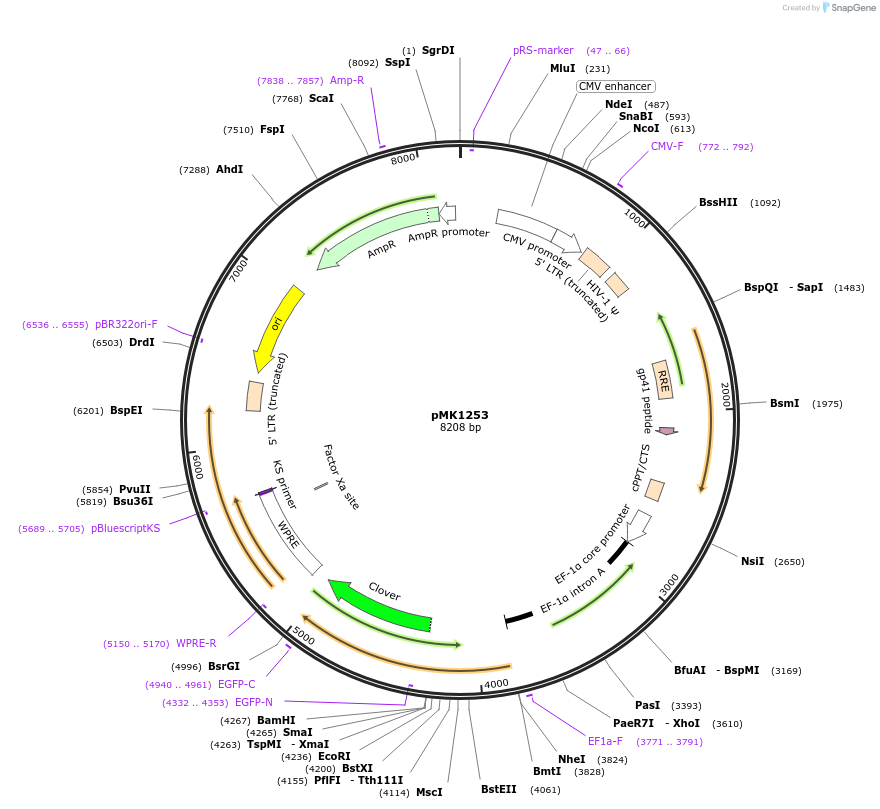 133058-plasmid-map-sequence-id-267978
