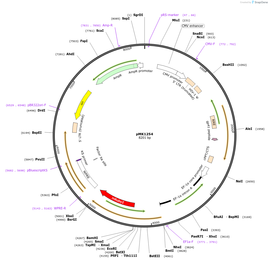 133057-plasmid-map-sequence-id-267979