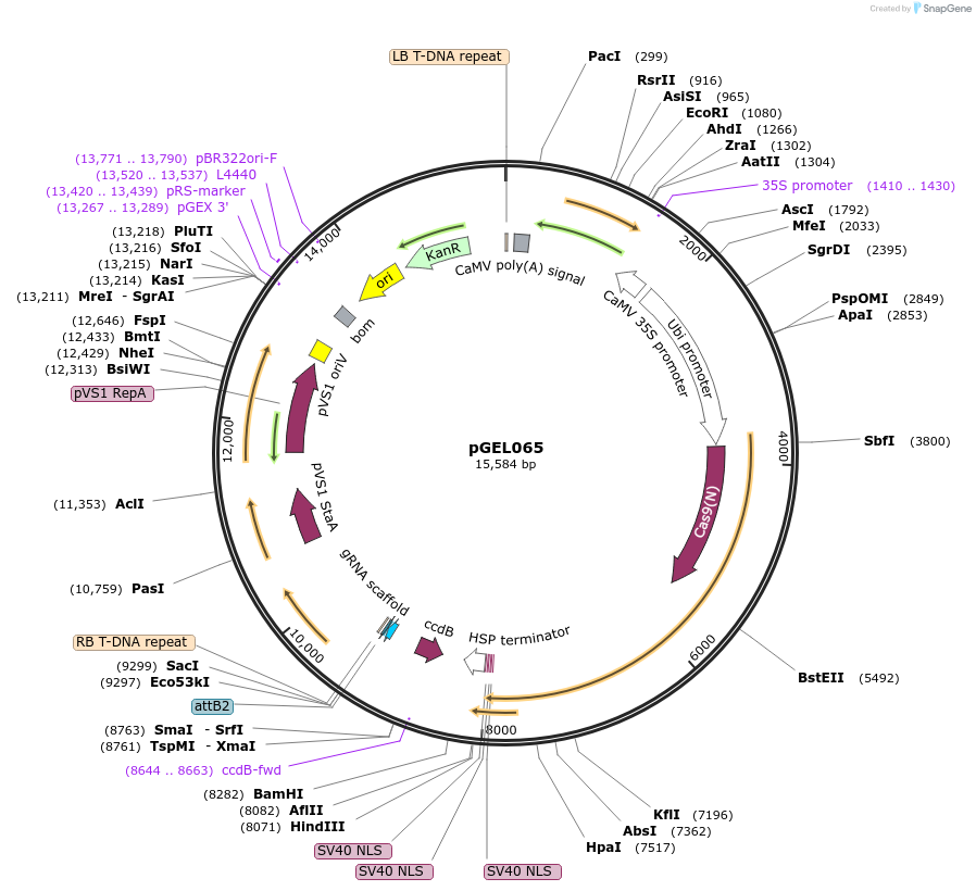 124896-plasmid-map-sequence-id-268033