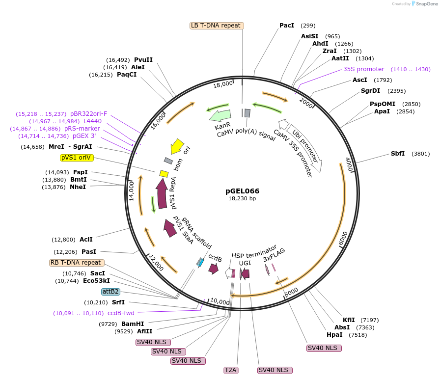 124897-plasmid-map-sequence-id-268034