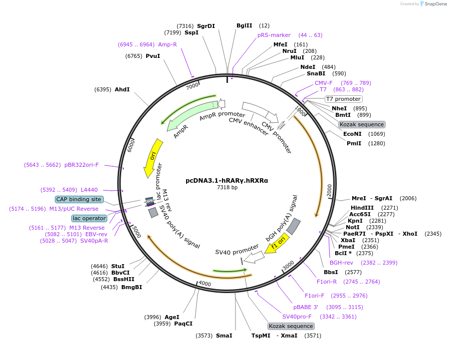135416-plasmid-map-sequence-id-268041