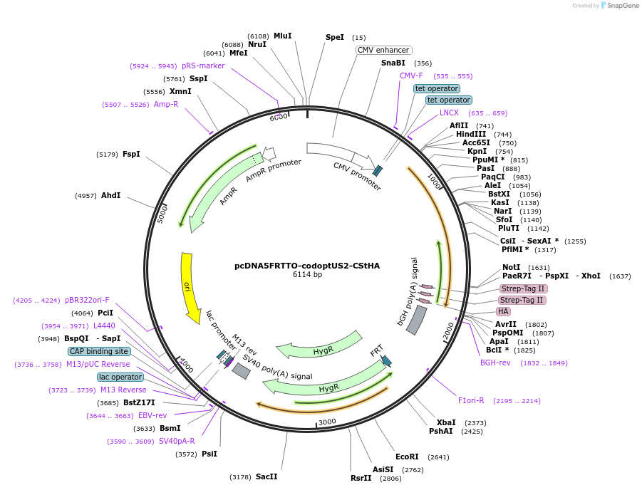 135107-plasmid-map-sequence-id-268048