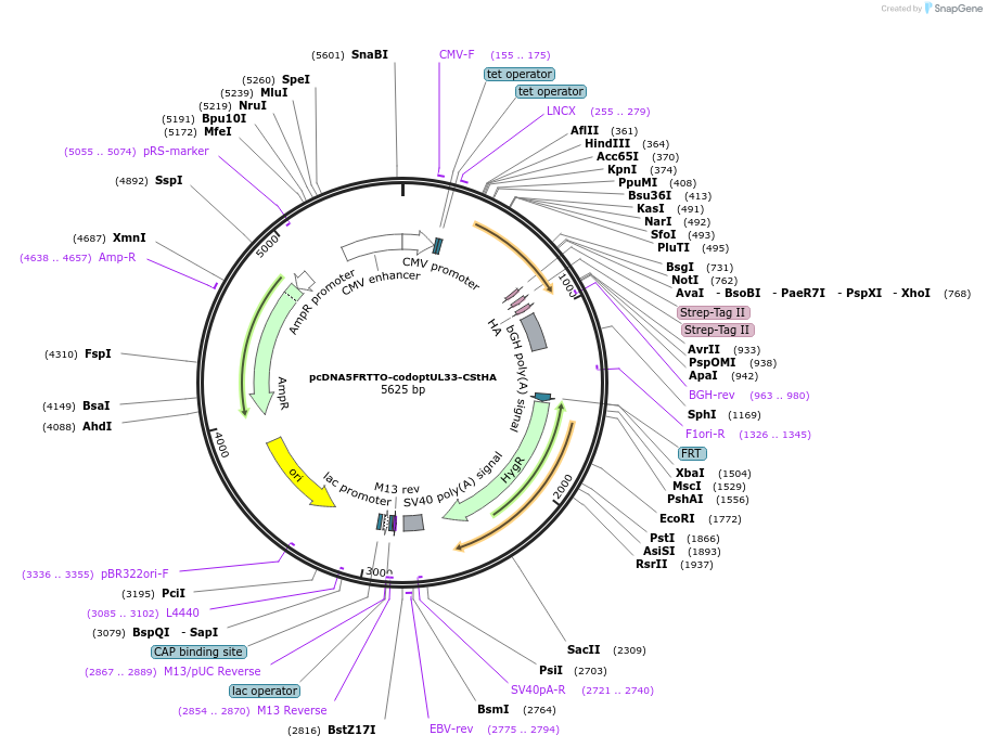135106-plasmid-map-sequence-id-268050
