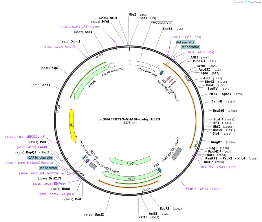 135104-plasmid-map-sequence-id-268052