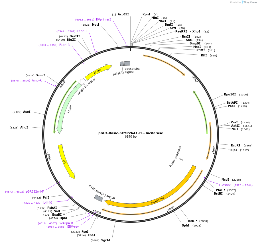 135566-plasmid-map-sequence-id-268053