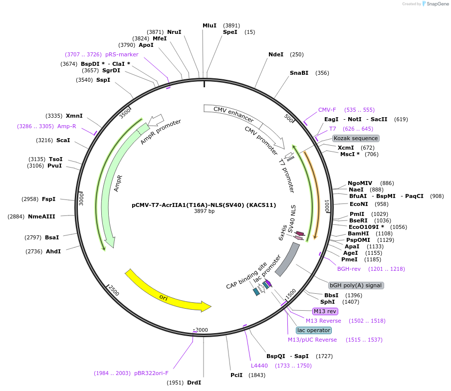 133797-plasmid-map-sequence-id-268055