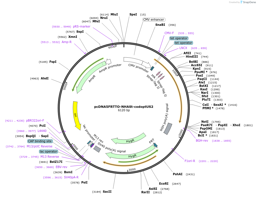 135102-plasmid-map-sequence-id-268056