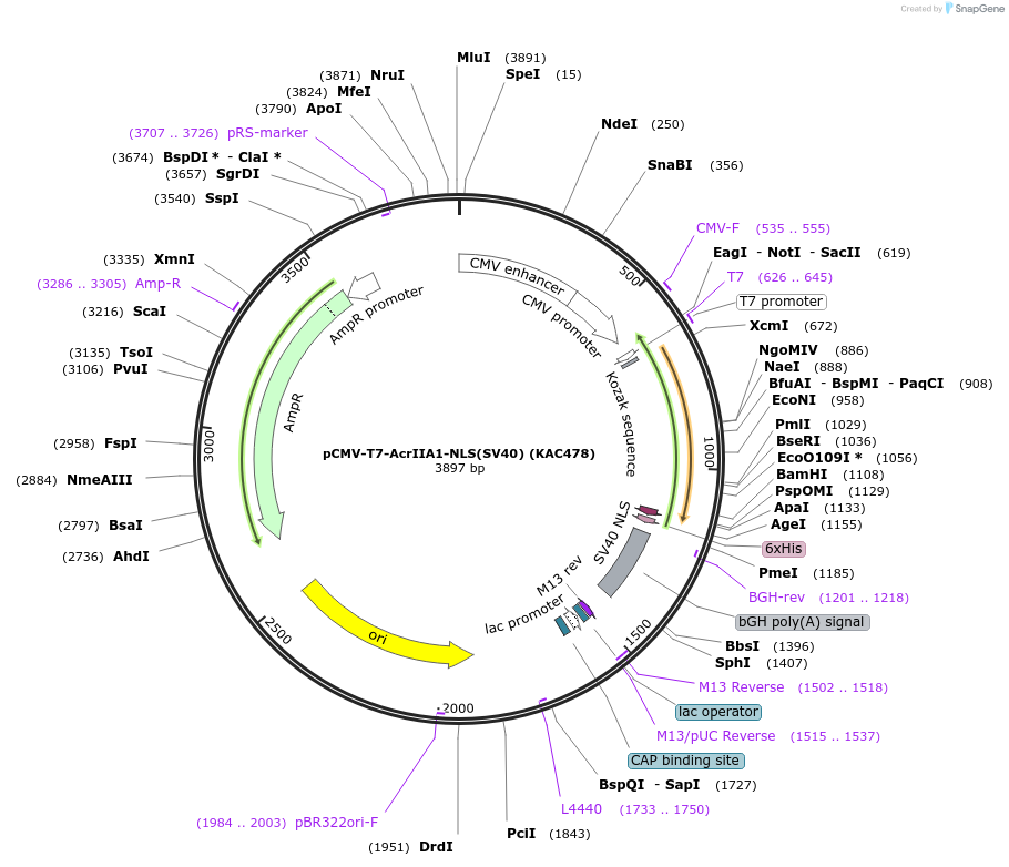 133795-plasmid-map-sequence-id-268058
