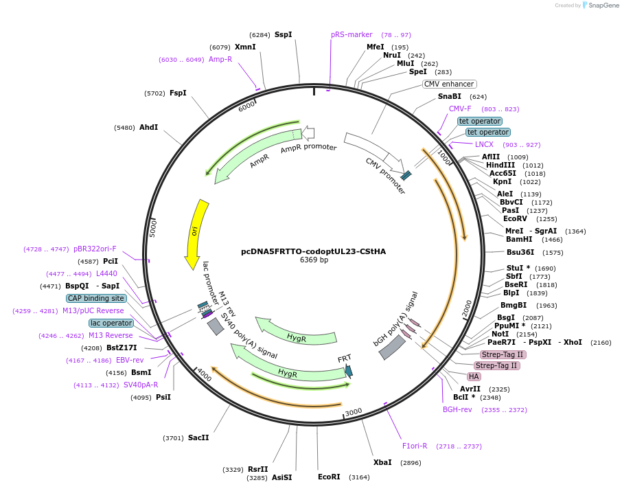 135099-plasmid-map-sequence-id-268059