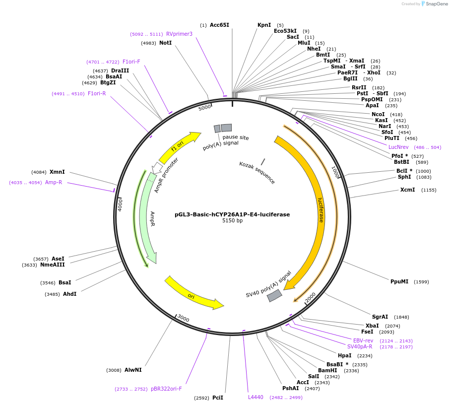 135592-plasmid-map-sequence-id-268060