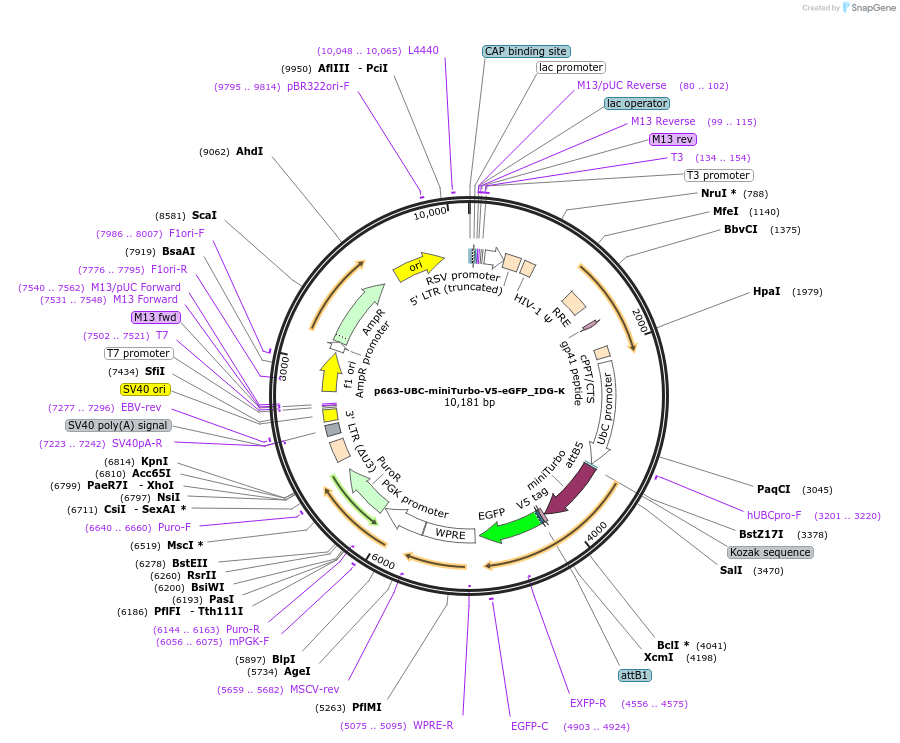 135263-plasmid-map-sequence-id-268067
