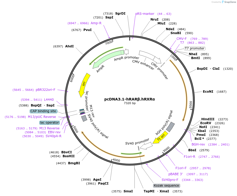 135415-plasmid-map-sequence-id-268072