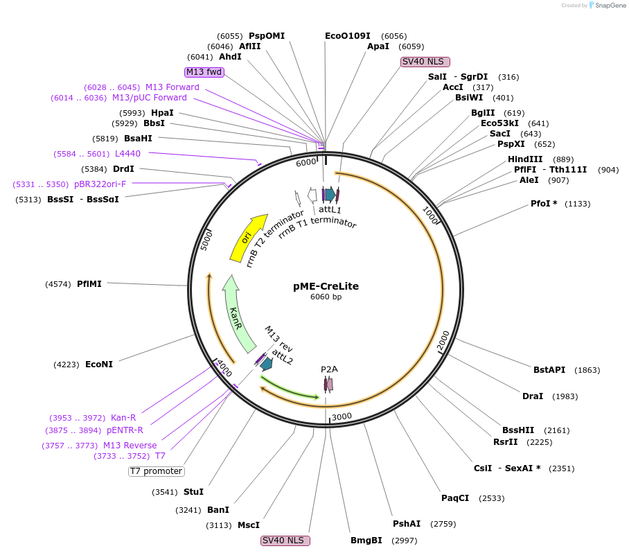131782-plasmid-map-sequence-id-268073
