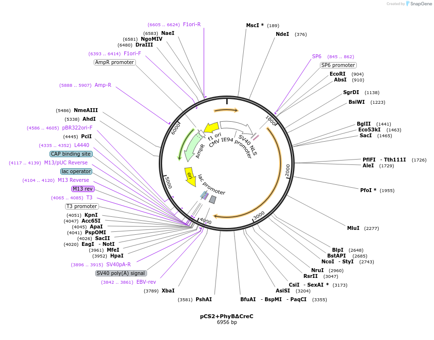 131781-plasmid-map-sequence-id-268075