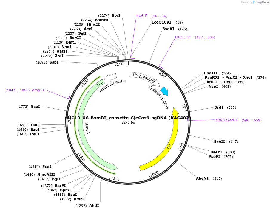 133793-plasmid-map-sequence-id-268077
