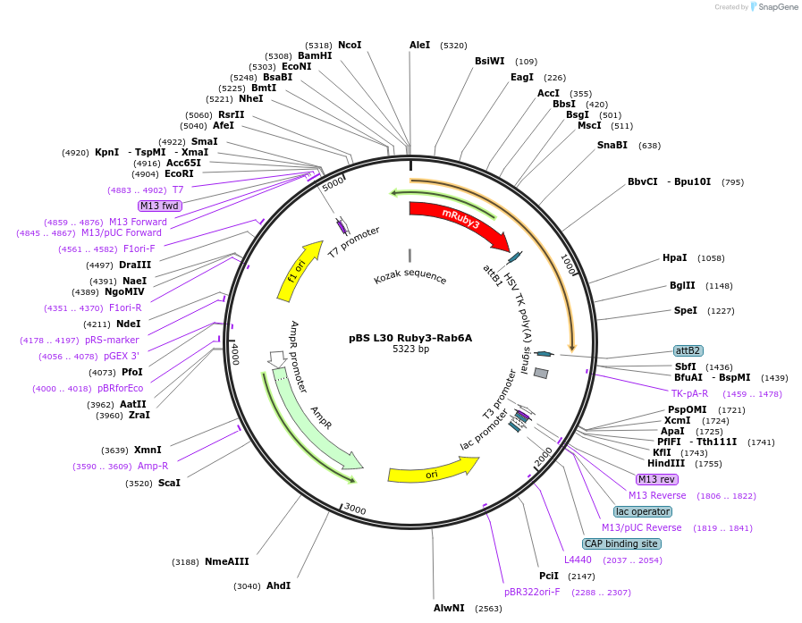 135653-plasmid-map-sequence-id-268082